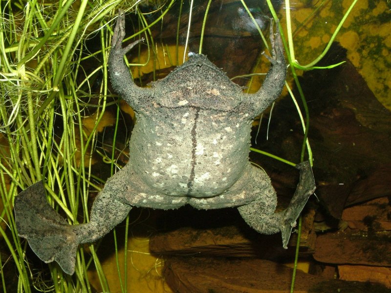 Ceratophrys Ornata