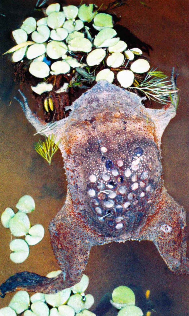 Лягушка Xenopus laevis