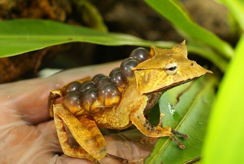 Лягушка Scaphiophryne spinosa