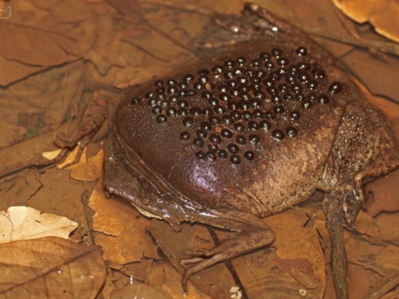 Суринамская лягушка (72 фото)