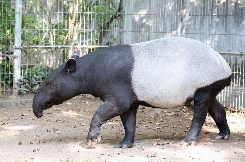 Чепрачный тапир (Tapirus indicus