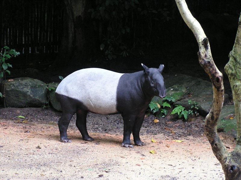 Чепрачный тапир (Tapirus indicus