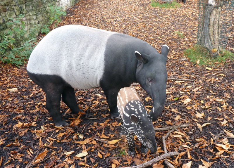 Центральноамериканский тапир (Tapirus bairdii)