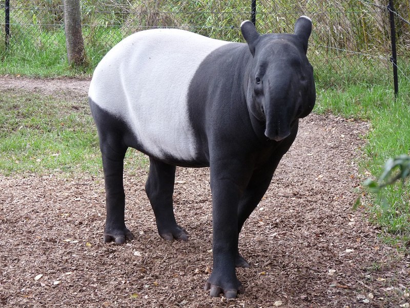Чепрачный тапир (Tapirus indicus