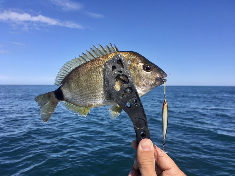 Морской карась золотистый Спар