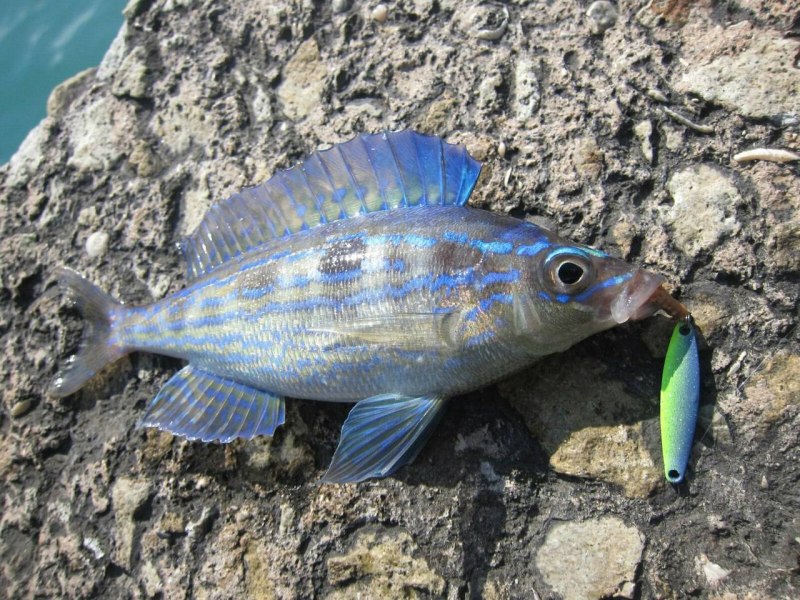 Морской Ерш скорпена черное море