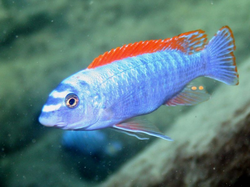 Морской окунь Sebastes Marinus
