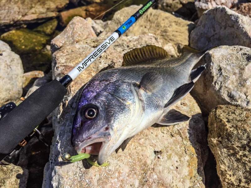 Siganus rivulatus