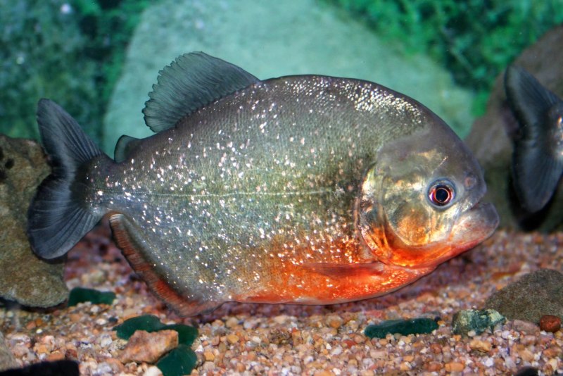 Perca fluviatilis Linnaeus, 1758-Речной окунь