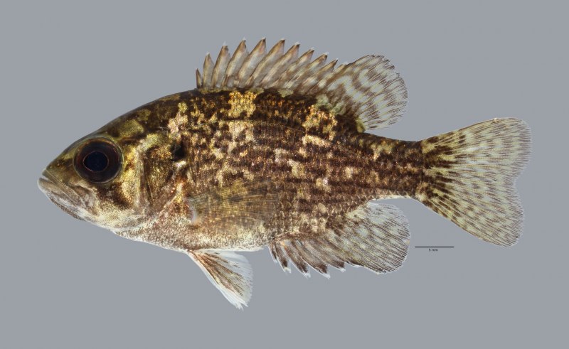 Треска gadus morhua