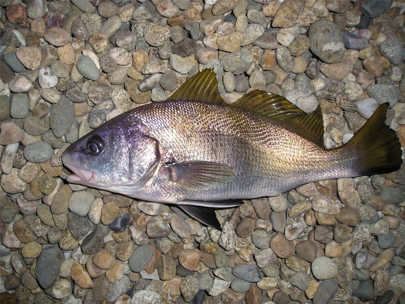 Ласкирь морской карась
