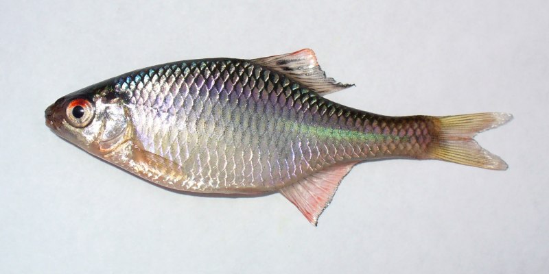 Вид обыкновенная щука - Esox Lucius