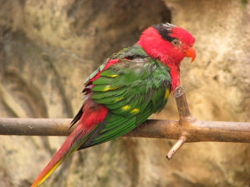 Kea pk