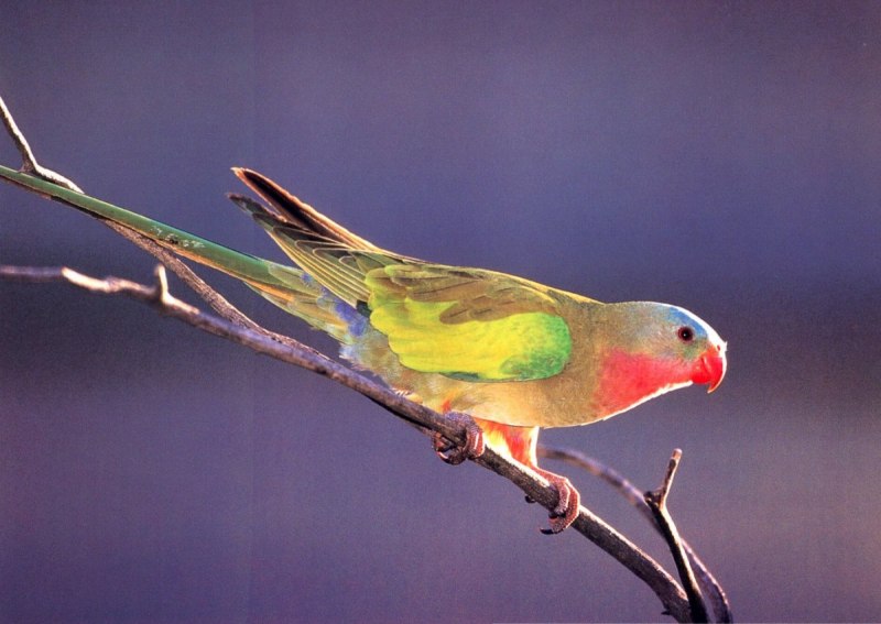 Polytelis alexandrae