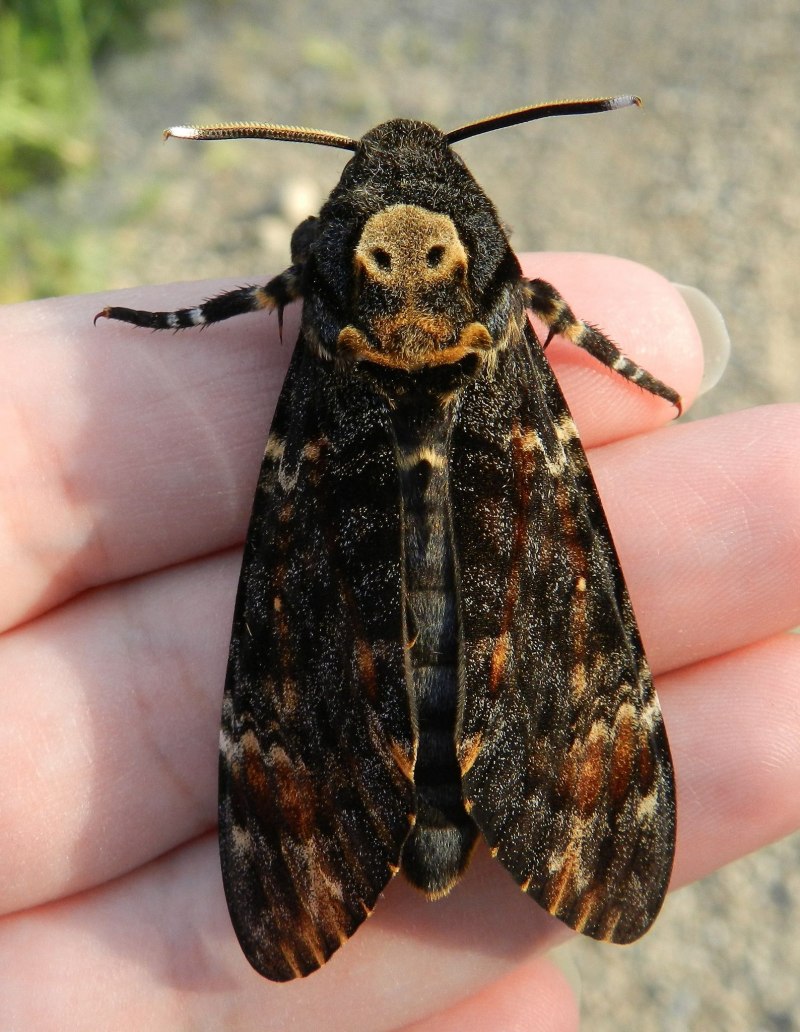 Giant Moth бабочка