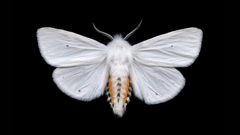Tiger Moth насекомое