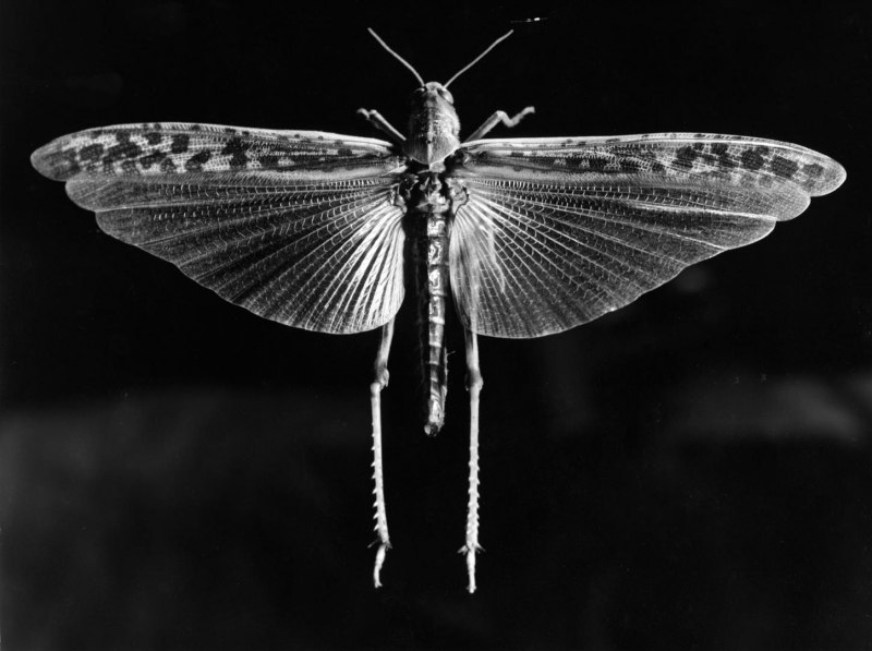 Волнянка мрачная Parocneria furva