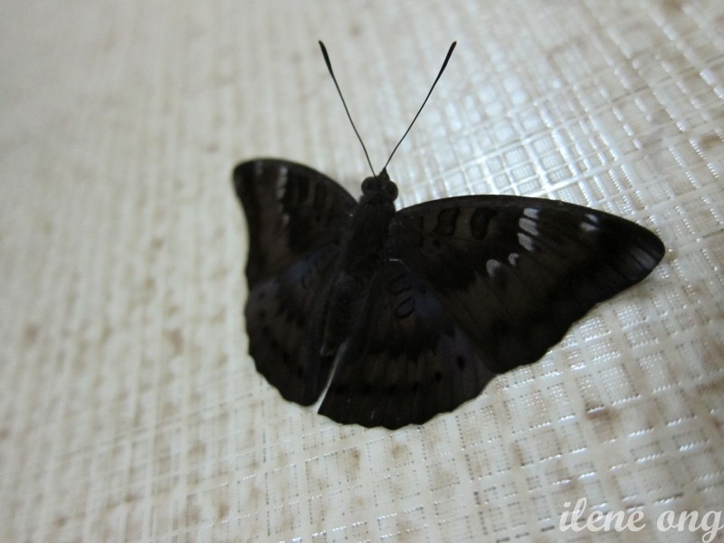 Agrius convolvuli