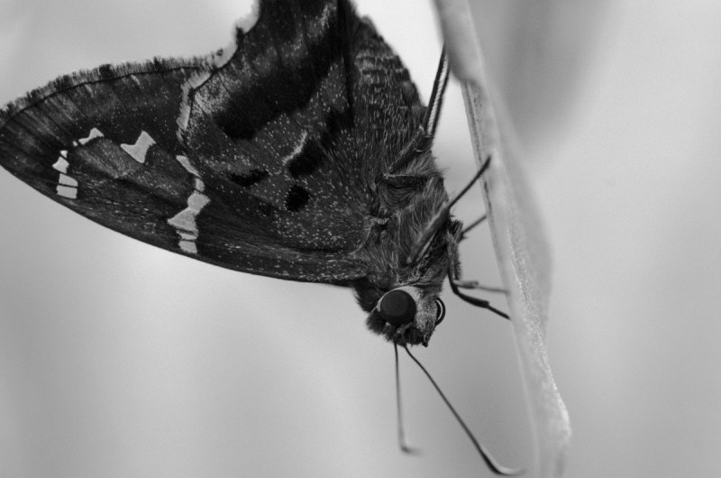 Acherontia Atropos