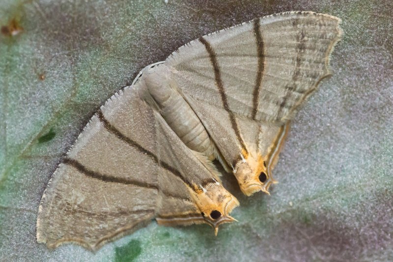 Ночные бабочки (Bogong Moth)