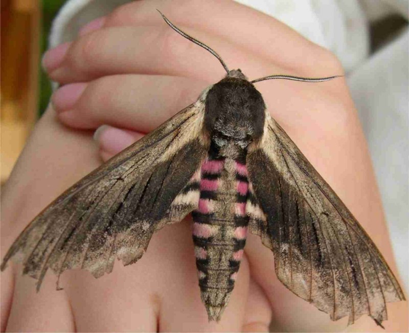 Мотылёк Sosxetra grata.