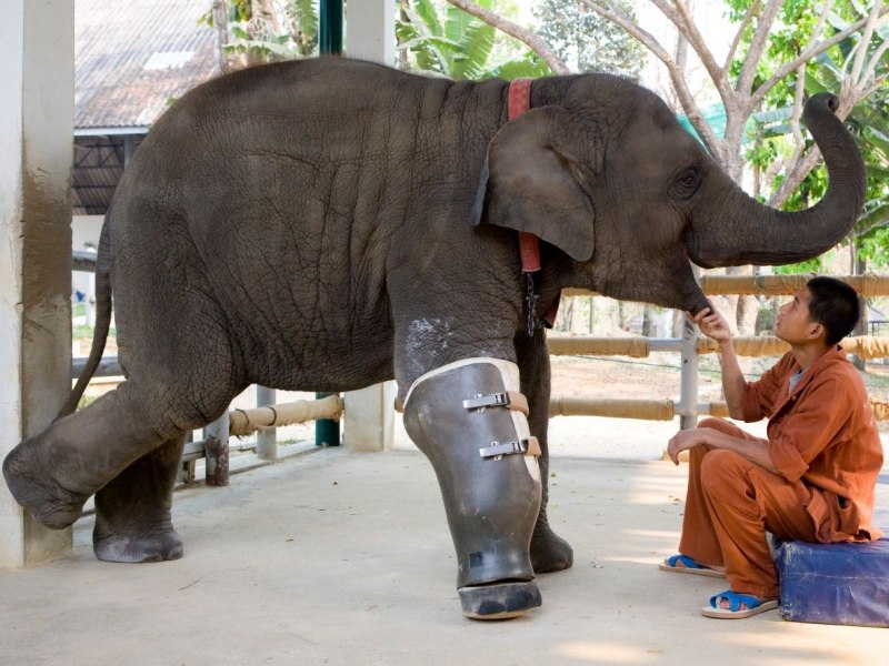 Elephant фильм 2020