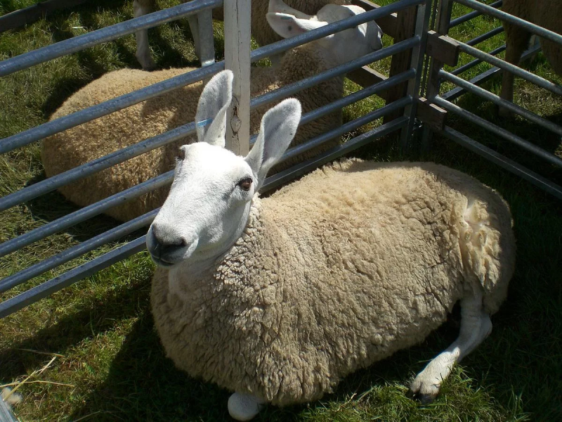 Лейстерская овца (70 фото)