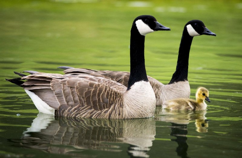 Чёрная казарка Branta bernicla