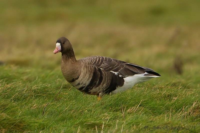 Белощёкая казарка Branta leucopsis