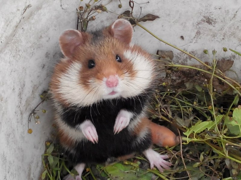 Elina b Hamster