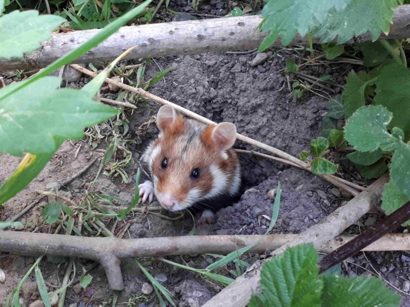 Хомяк в природе