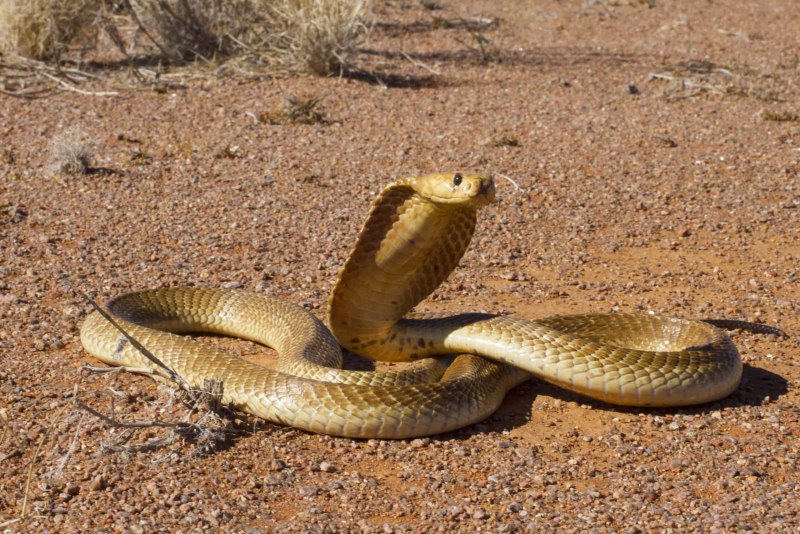 Cape Cobra