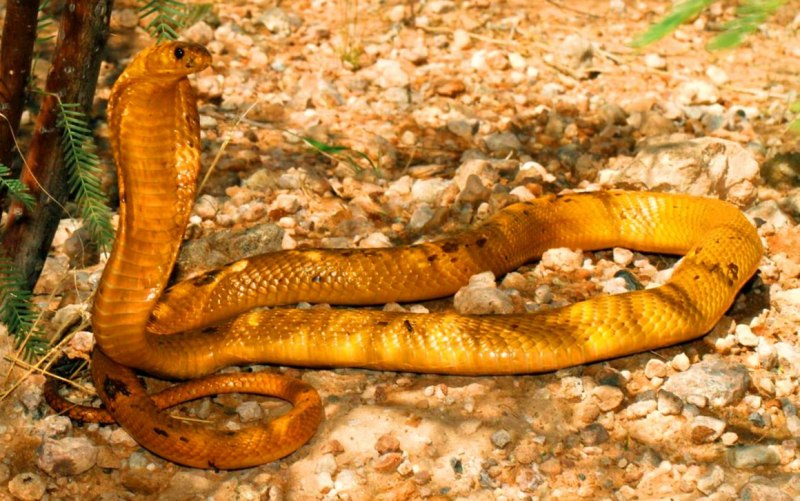 Желтая кобра (59 фото)