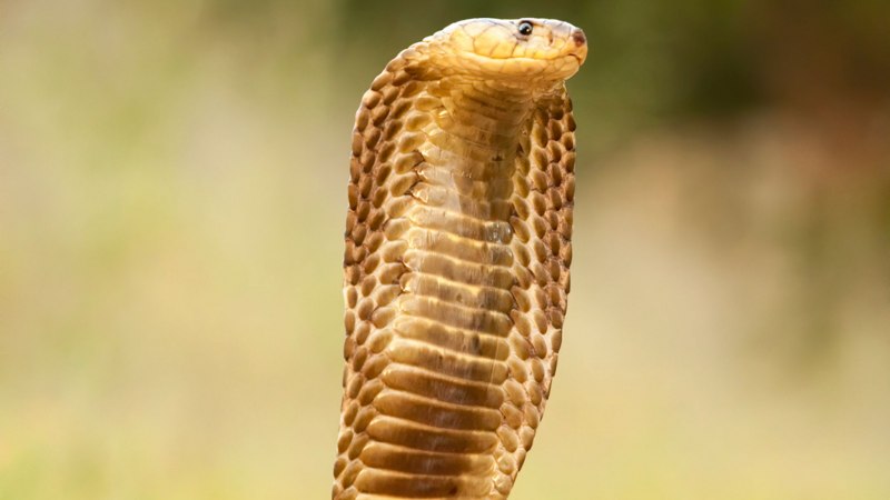 Cape Cobra