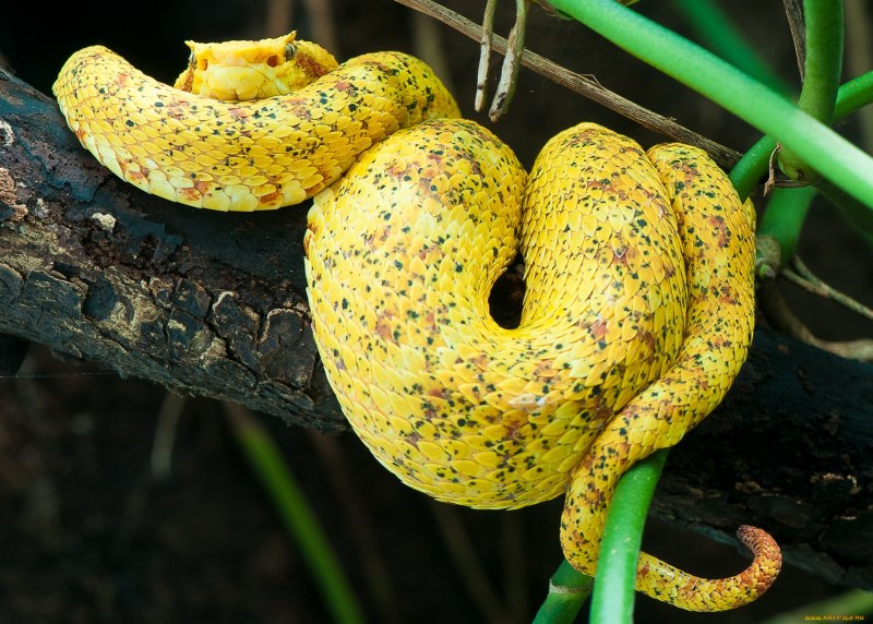 Morelia viridis желтый