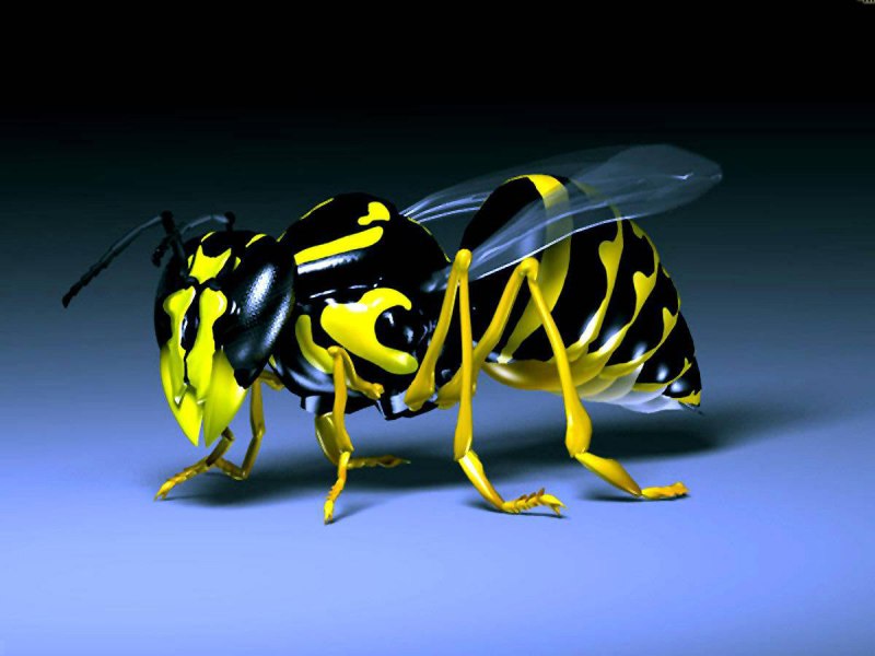 Шершень Vespa velutina