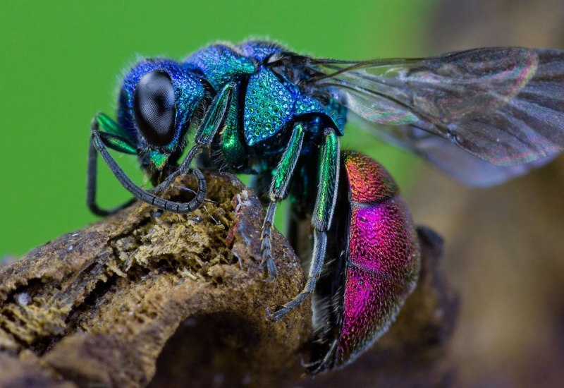 Xylocopa caerulea - пчела