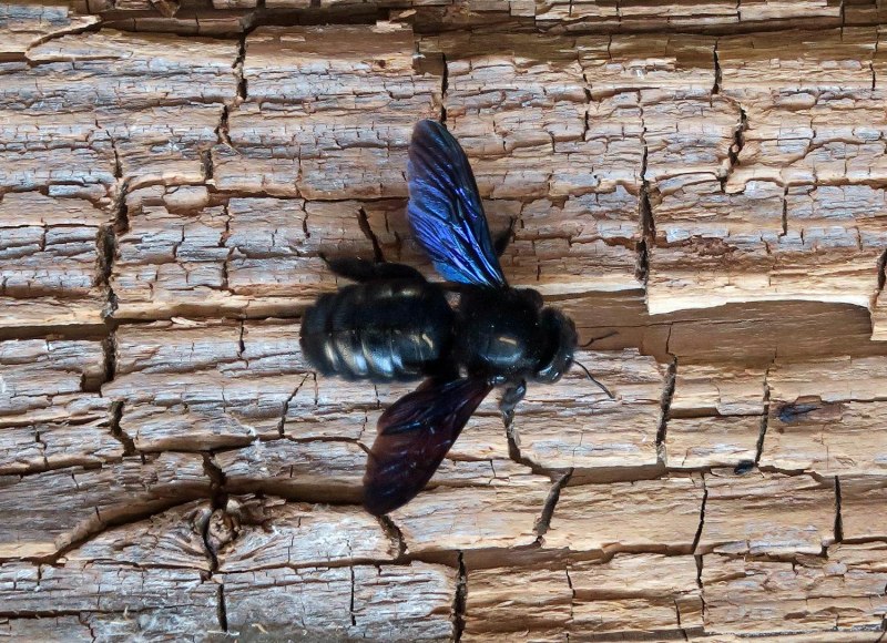 Шмель-плотник фиолетовый( Xylocopa violacea )
