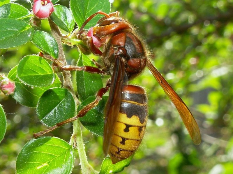 Sceliphron caementarium