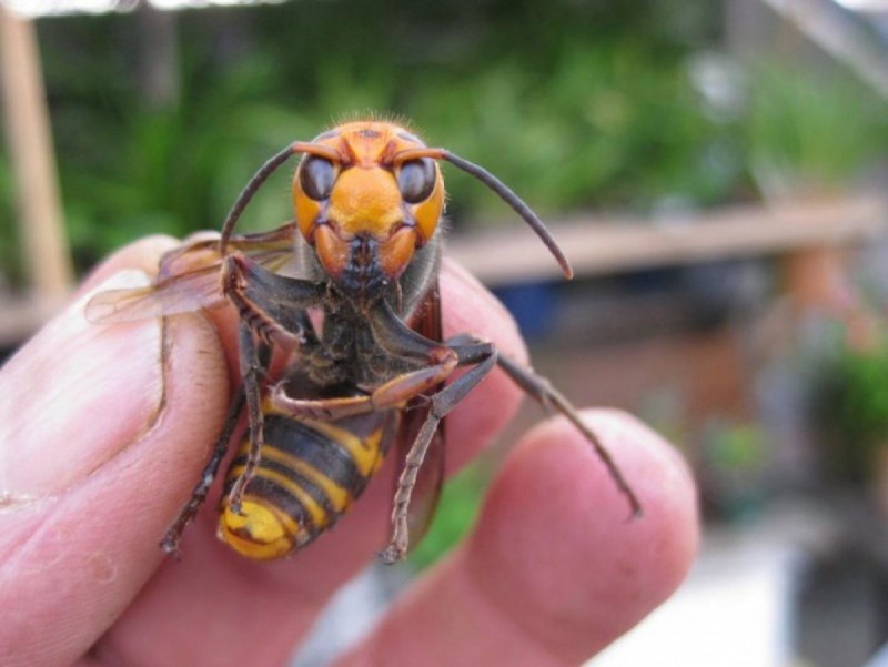 Vespa mandarinia Шершень укус