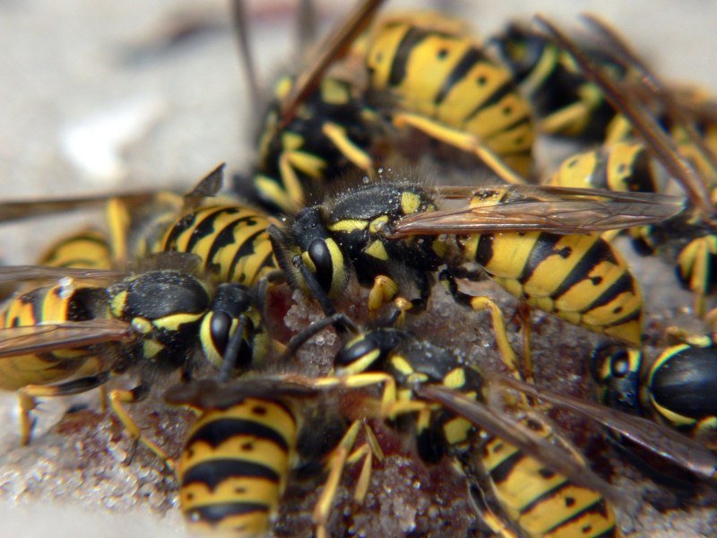 Wasp, Restyling. (Оса), метис