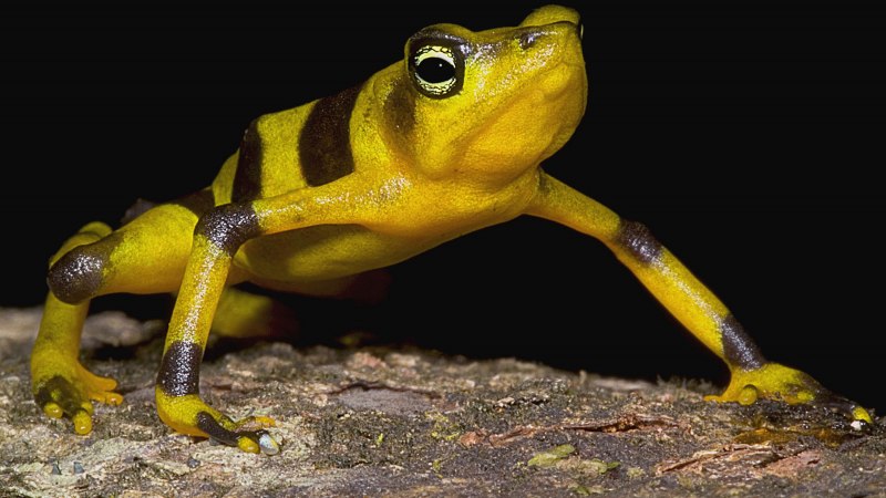 Atelopus chiriquiensis
