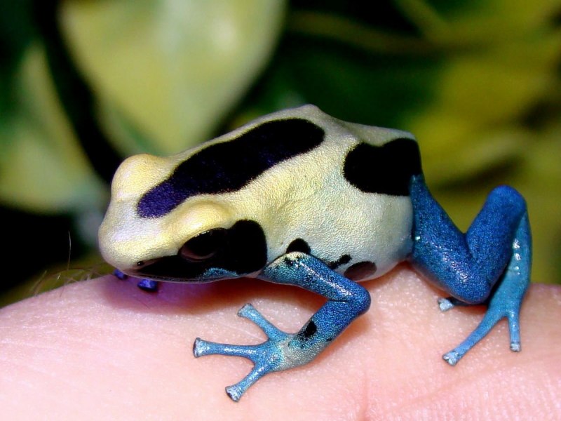 Atelopus barbotini