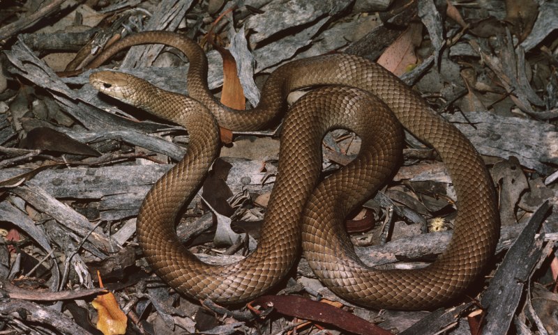 Pseudechis porphyriacus