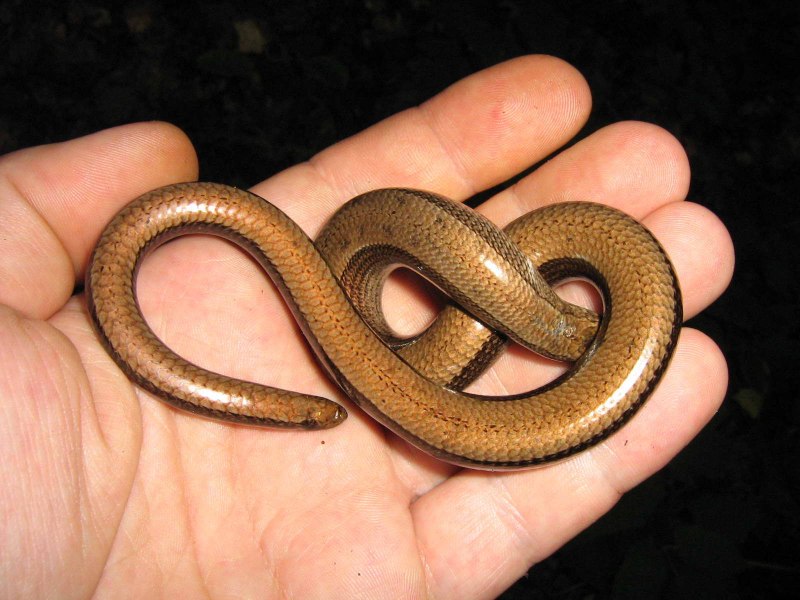 Pseudonaja nuchalis