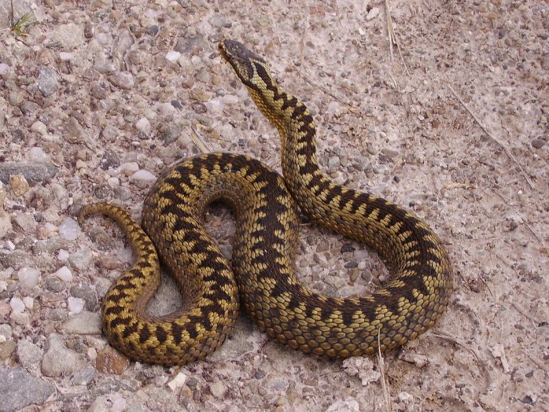 Обыкновенная гадюка - Vipera berus (Linnaeus, 1758)