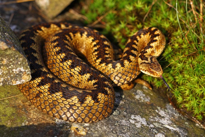 Кустарниковая гадюка (Atheris
