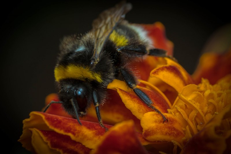 Степной Шмель Bombus fragrans