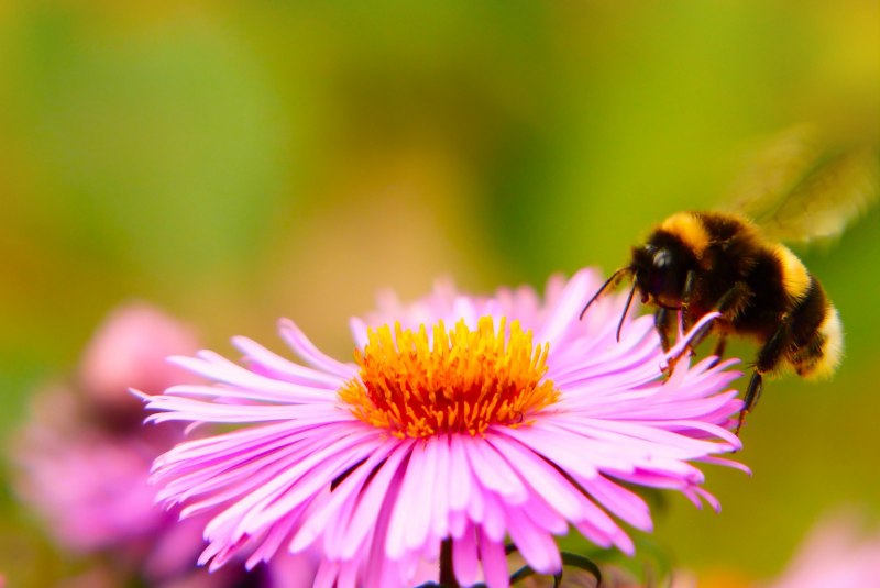 Степной Шмель Bombus fragrans