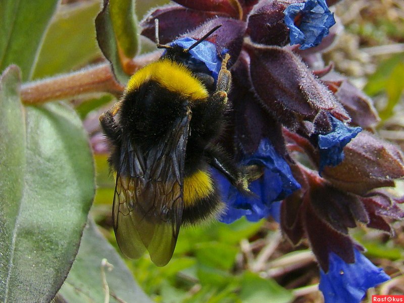 Степной Шмель Bombus fragrans